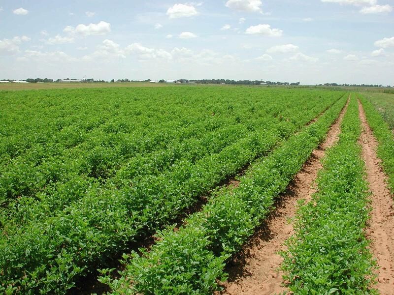 پیش بینی جهش تولید در سه محصول اساسی کشاورزی خوزستان