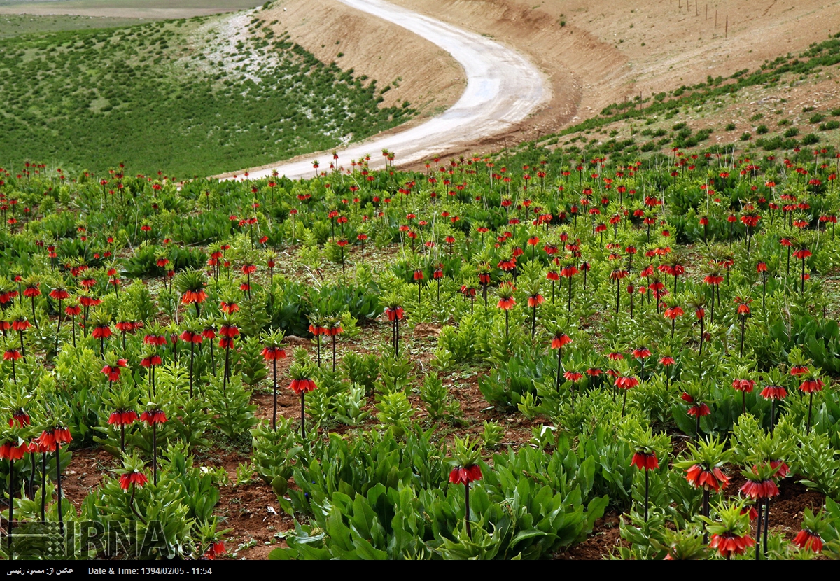 لاله واژگون خرم آباد